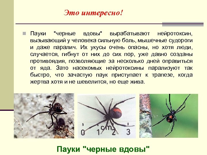 Это интересно! n Пауки "черные вдовы" вырабатывают нейротоксин, вызывающий у человека сильную боль, мышечные