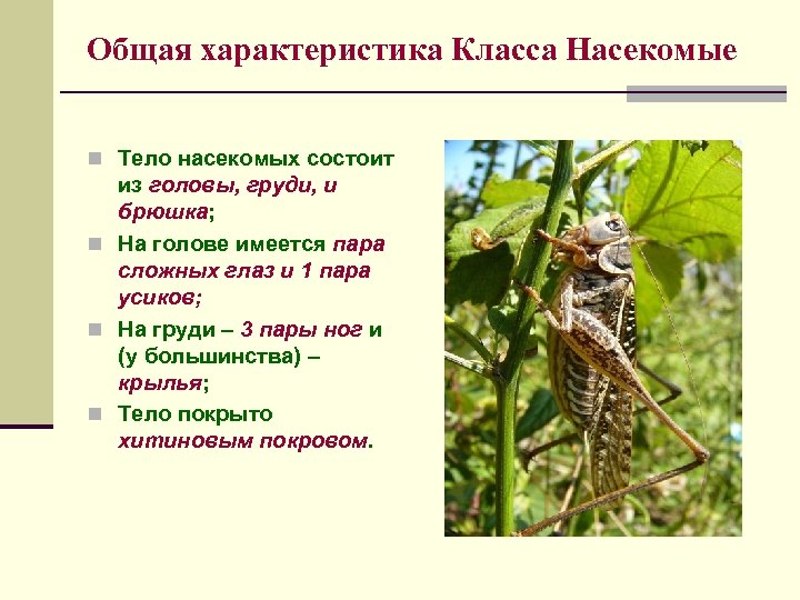 Общая характеристика Класса Насекомые n Тело насекомых состоит из головы, груди, и брюшка; n