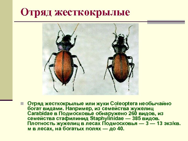 Отряд жесткокрылые n Отряд жесткокрылые или жуки Coleoptera необычайно богат видами. Например, из семейства