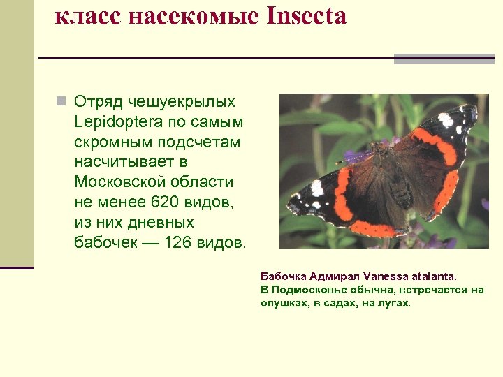 класс насекомые Insecta n Отряд чешуекрылых Lepidoptera по самым скромным подсчетам насчитывает в Московской