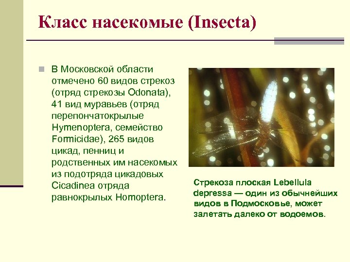 Класс насекомые (Insecta) n В Московской области отмечено 60 видов стрекоз (отряд стрекозы Odonata),