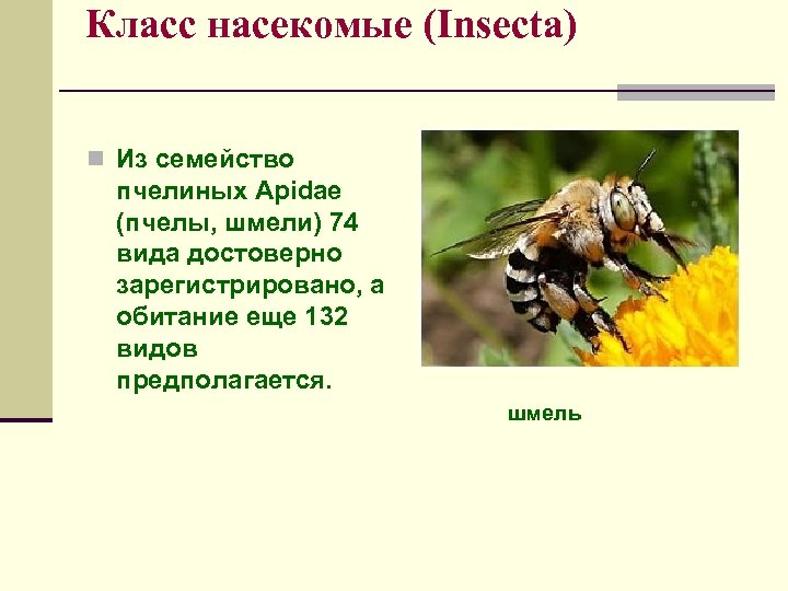 Класс насекомые (Insecta) n Из семейство пчелиных Apidae (пчелы, шмели) 74 вида достоверно зарегистрировано,