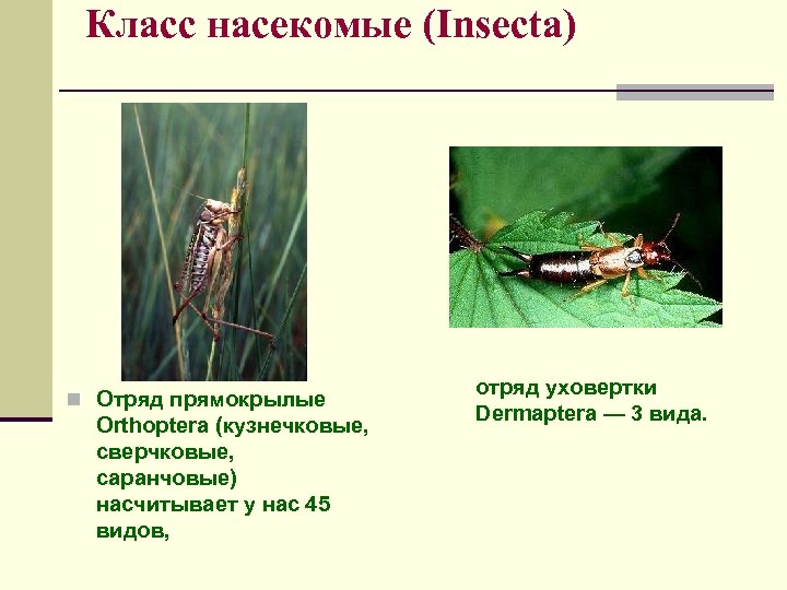 Класс насекомые (Insecta) n Отряд прямокрылые Orthoptera (кузнечковые, сверчковые, саранчовые) насчитывает у нас 45