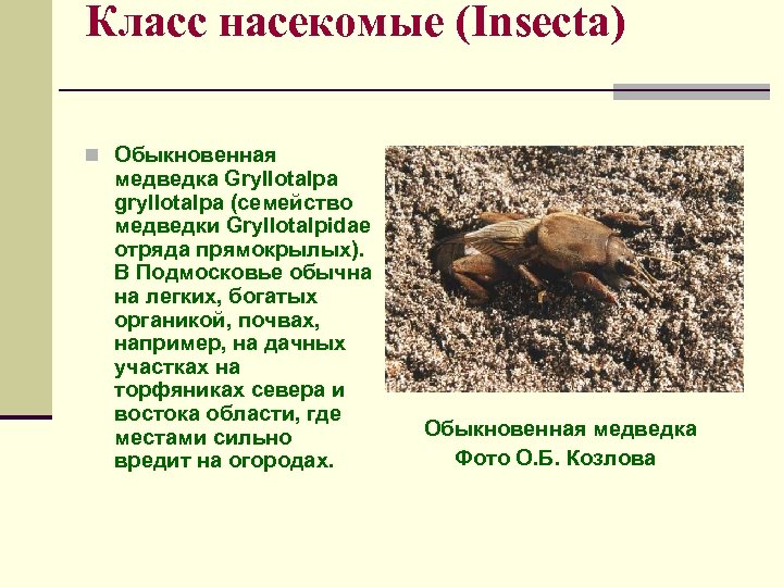 Класс насекомые (Insecta) n Обыкновенная медведка Gryllotalpa gryllotalpa (семейство медведки Gryllotalpidae отряда прямокрылых). В