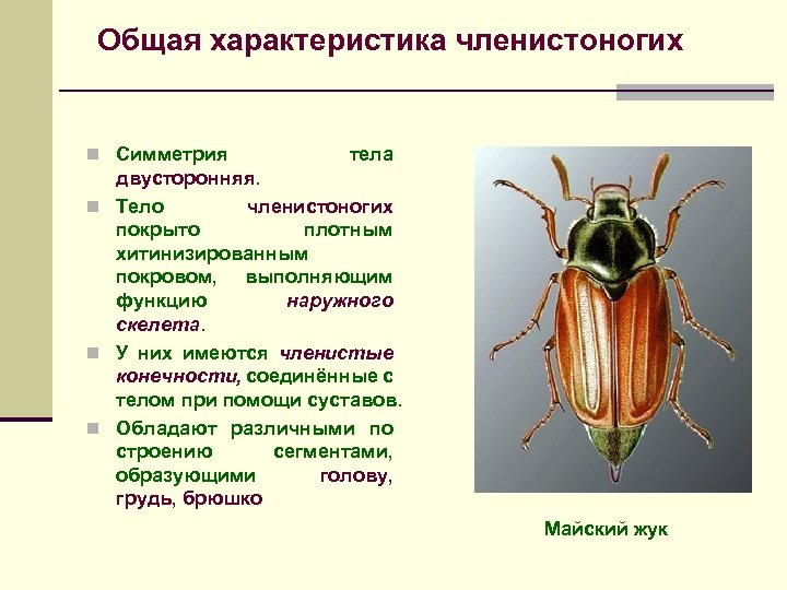 Общая характеристика членистоногих n Симметрия тела двусторонняя. n Тело членистоногих покрыто плотным хитинизированным покровом,