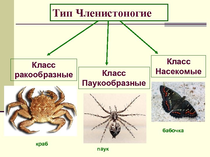 Тип Членистоногие Класс ракообразные Класс Паукообразные Класс Насекомые бабочка краб паук 