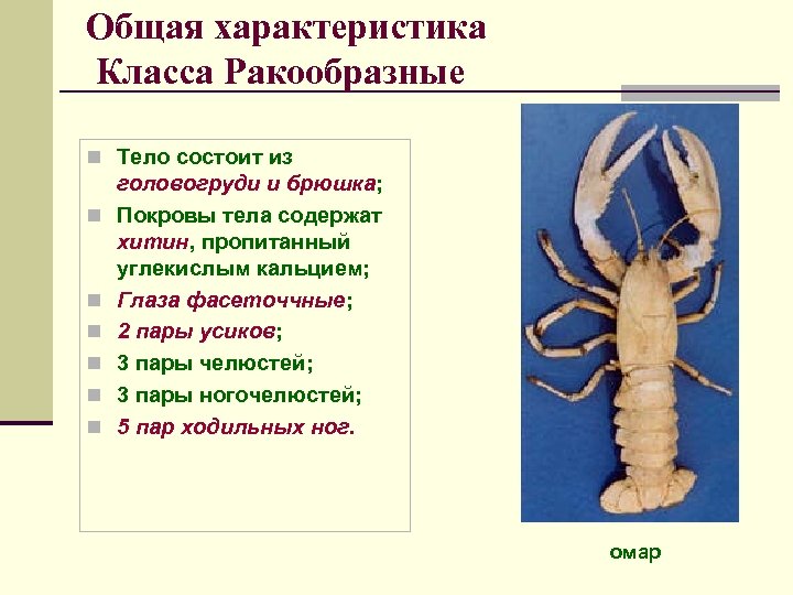Общая характеристика Класса Ракообразные n Тело состоит из n n n головогруди и брюшка;