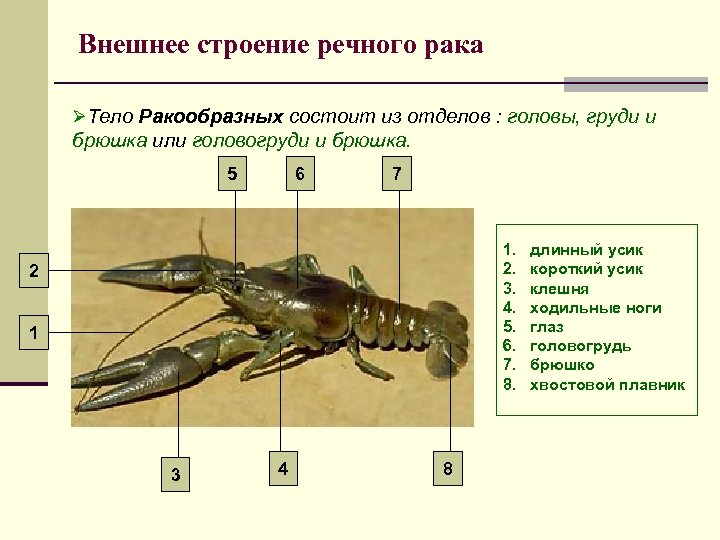 Внешнее строение речного рака ØТело Ракообразных состоит из отделов : головы, груди и брюшка