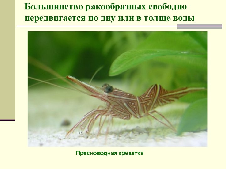 Большинство ракообразных свободно передвигается по дну или в толще воды Пресноводная креветка 