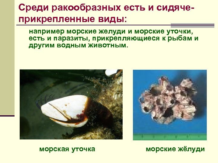 Среди ракообразных есть и сидячеприкрепленные виды: например морские желуди и морские уточки, есть и
