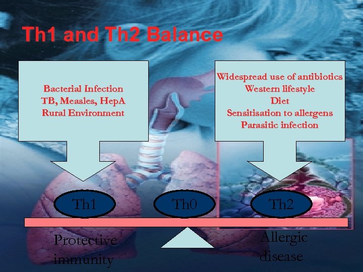 Th 1 and Th 2 Balance Widespread use of antibiotics Western lifestyle Diet Sensitisation