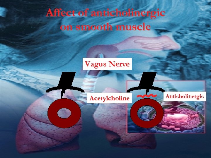 Affect of anticholinergic on smooth muscle Vagus Nerve Acetylcholine Anticholinergic 