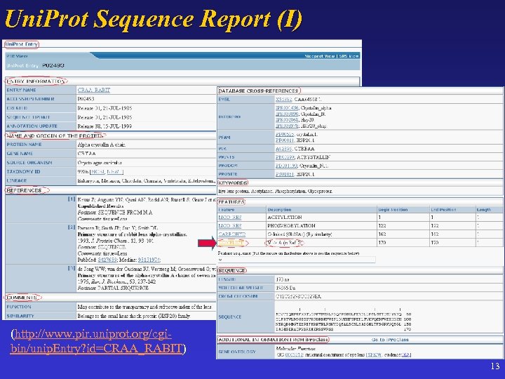 Uni. Prot Sequence Report (I) (http: //www. pir. uniprot. org/cgibin/unip. Entry? id=CRAA_RABIT) 13 