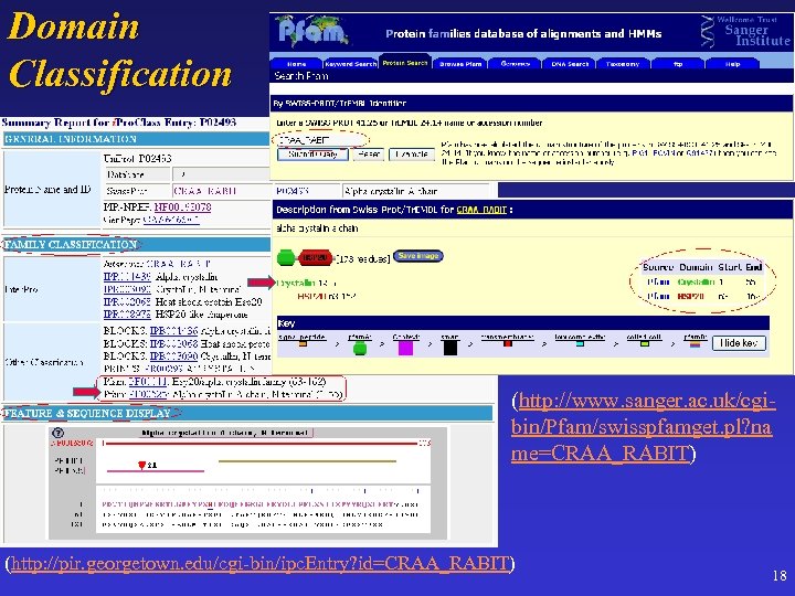 Domain Classification (http: //www. sanger. ac. uk/cgibin/Pfam/swisspfamget. pl? na me=CRAA_RABIT) (http: //pir. georgetown. edu/cgi-bin/ipc.