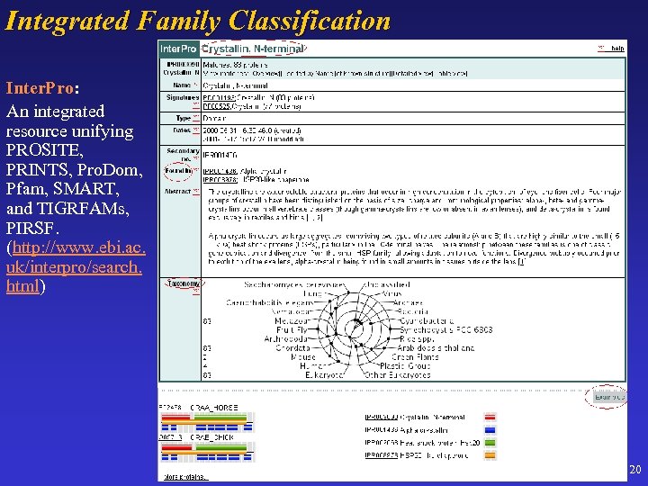 Integrated Family Classification Inter. Pro: Inter. Pro An integrated resource unifying PROSITE, PRINTS, Pro.