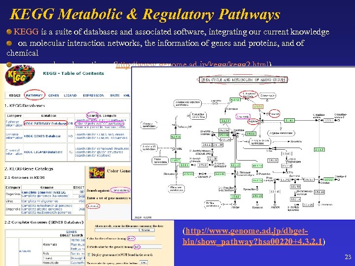 KEGG Metabolic & Regulatory Pathways KEGG is a suite of databases and associated software,