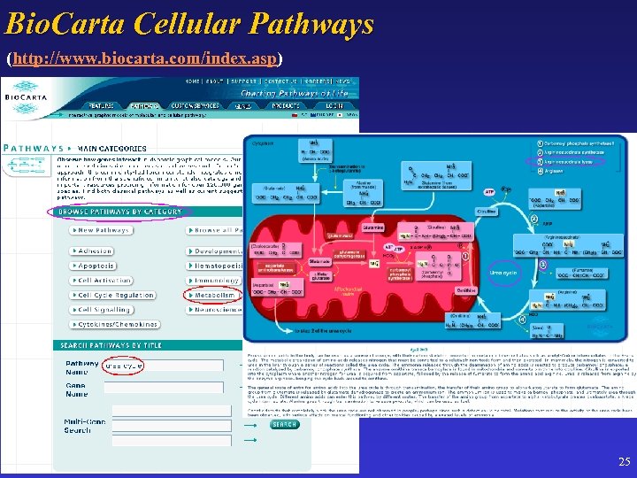 Bio. Carta Cellular Pathways (http: //www. biocarta. com/index. asp) 25 