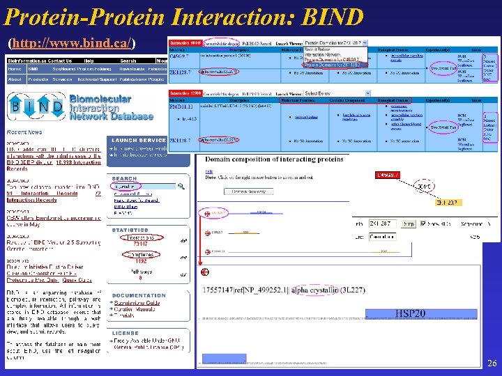 Protein-Protein Interaction: BIND (http: //www. bind. ca/) 26 