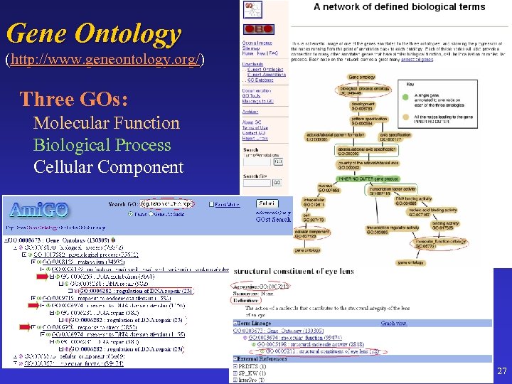 Gene Ontology (http: //www. geneontology. org/) Three GOs: Molecular Function Biological Process Cellular Component