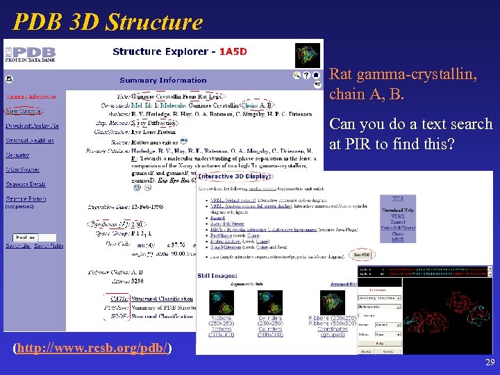 PDB 3 D Structure Rat gamma-crystallin, chain A, B. Can you do a text