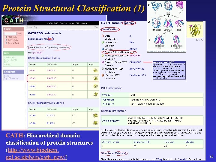 Protein Structural Classification (1) CATH: Hierarchical domain classification of protein structures (http: //www. biochem.