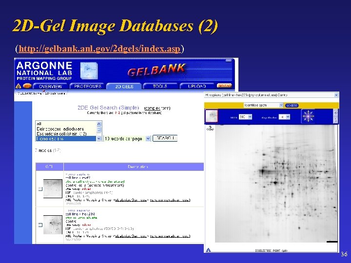 2 D-Gel Image Databases (2) (http: //gelbank. anl. gov/2 dgels/index. asp) 36 