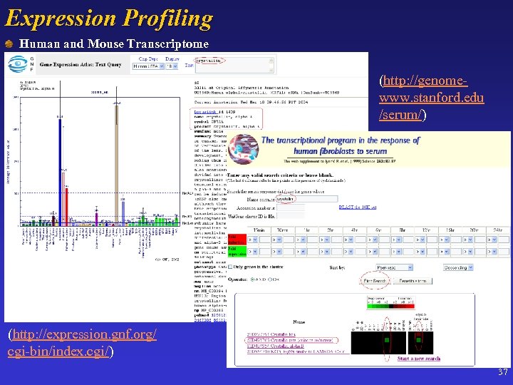 Expression Profiling Human and Mouse Transcriptome (http: //genomewww. stanford. edu /serum/) (http: //expression. gnf.