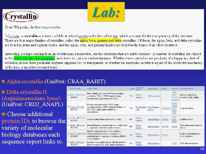 Lab: Alpha crystallin (Uni. Prot: CRAA_RABIT) Delta crystallin II (Argininosuccinate lyase) (Uni. Prot: CRD