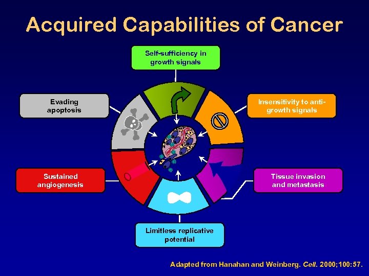 Acquired Capabilities of Cancer Self-sufficiency in growth signals Evading apoptosis Insensitivity to antigrowth signals
