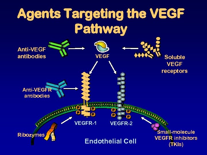 Agents Targeting the VEGF Pathway Anti-VEGF antibodies VEGF Soluble VEGF receptors Anti-VEGFR antibodies P
