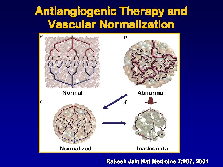 Antiangiogenic Therapy and Vascular Normalization Rakesh Jain Nat Medicine 7: 987, 2001 