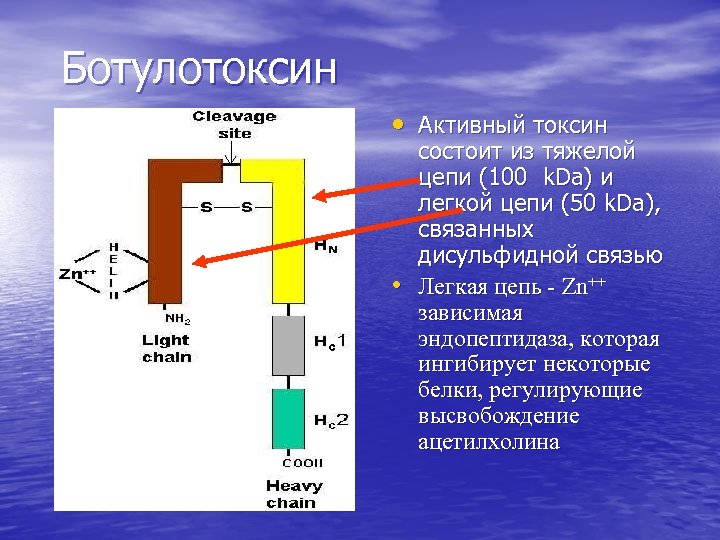 Ботулотоксин • Активный токсин • состоит из тяжелой цепи (100 k. Da) и легкой