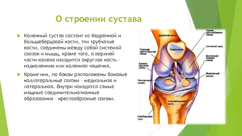 Строение коленного сустава и связок человека фото