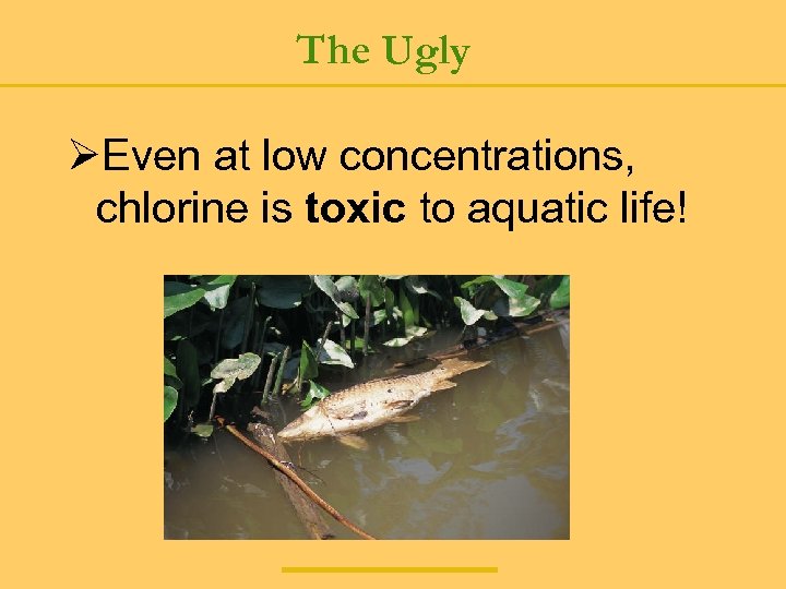 The Ugly ØEven at low concentrations, chlorine is toxic to aquatic life! 