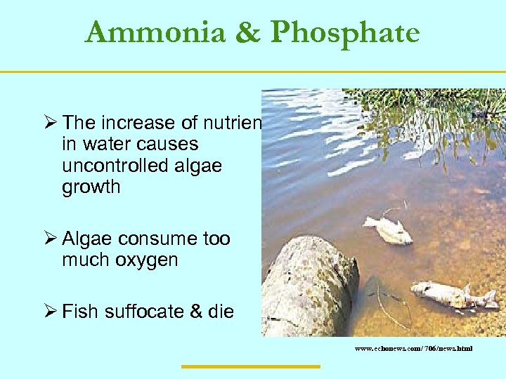 Ammonia & Phosphate Ø The increase of nutrients in water causes uncontrolled algae growth