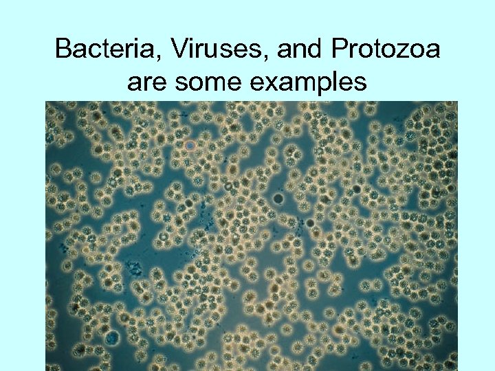Bacteria, Viruses, and Protozoa are some examples 