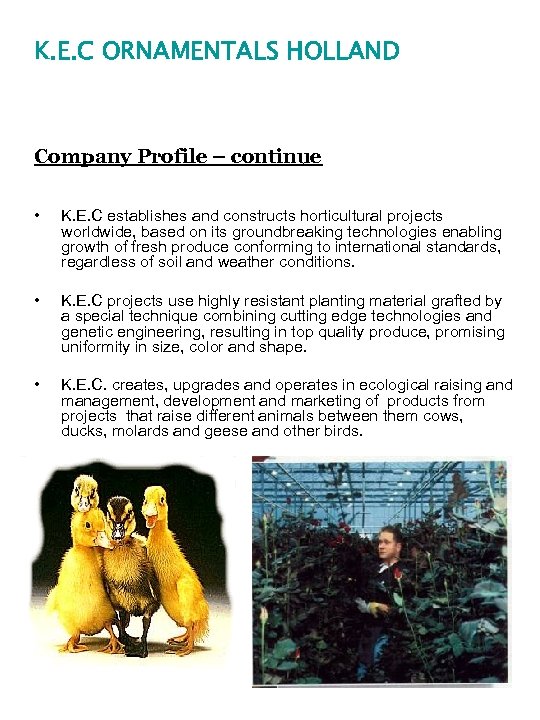 K. E. C ORNAMENTALS HOLLAND Company Profile – continue • K. E. C establishes