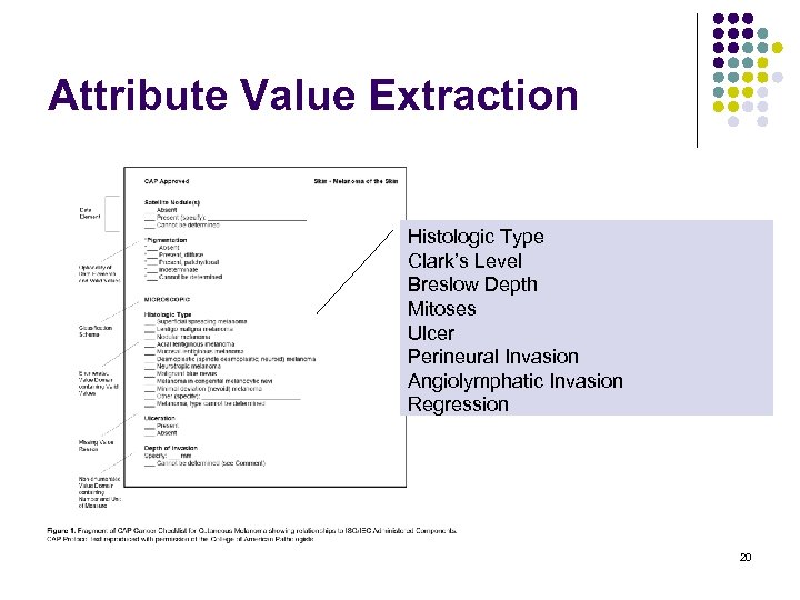 Attribute Value Extraction Histologic Type Clark’s Level Breslow Depth Mitoses Ulcer Perineural Invasion Angiolymphatic