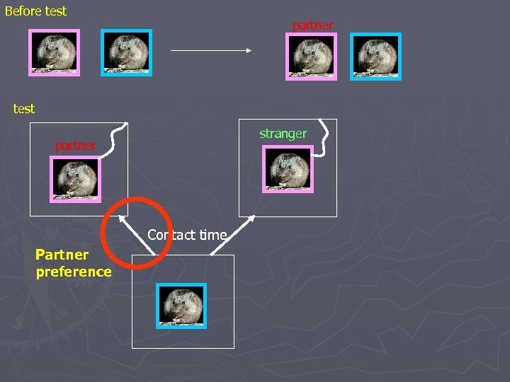 Before test partner test stranger partner Contact time Partner preference 