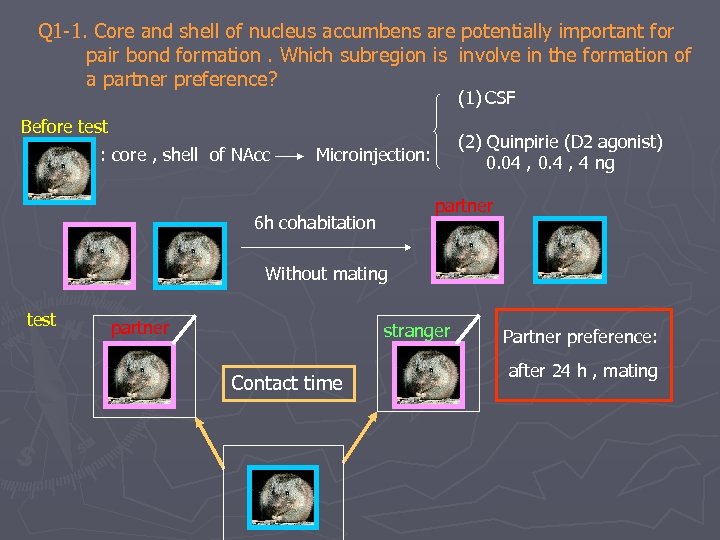Q 1 -1. Core and shell of nucleus accumbens are potentially important for pair