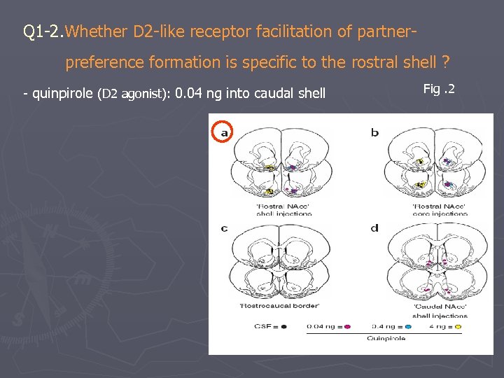 Q 1 -2. Whether D 2 -like receptor facilitation of partner- preference formation is