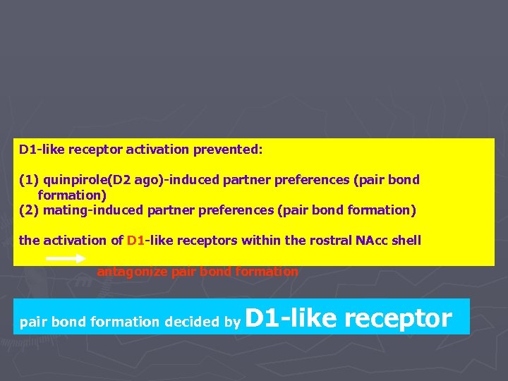 D 1 -like receptor activation prevented: (1) quinpirole(D 2 ago)-induced partner preferences (pair bond