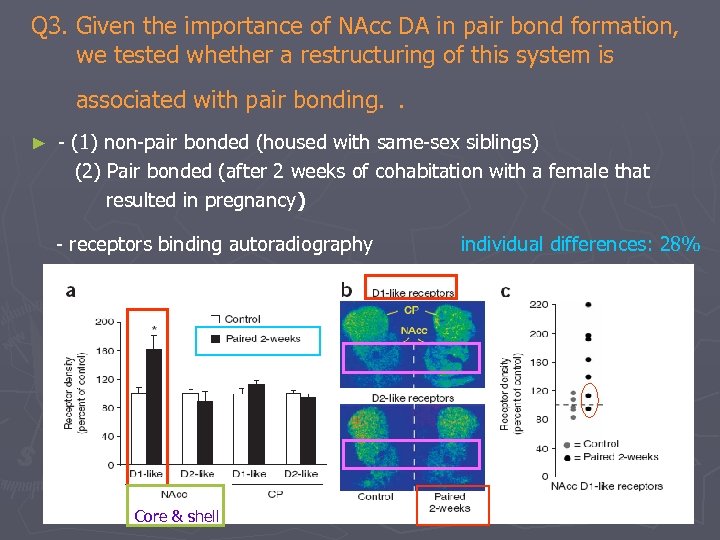 Q 3. Given the importance of NAcc DA in pair bond formation, we tested