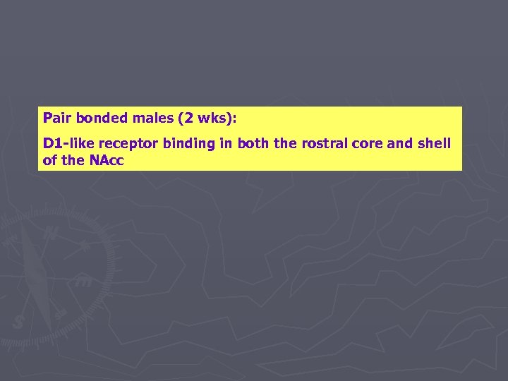 Pair bonded males (2 wks): D 1 -like receptor binding in both the rostral