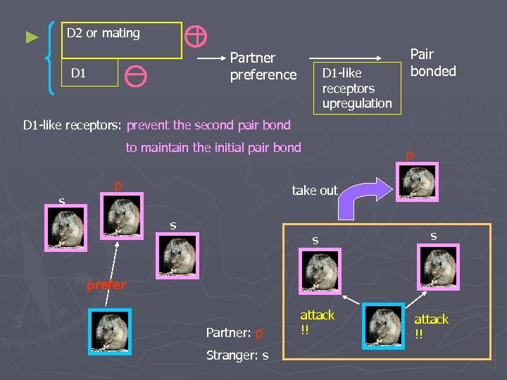 D 2 or mating ► Partner preference D 1 -like receptors upregulation Pair bonded