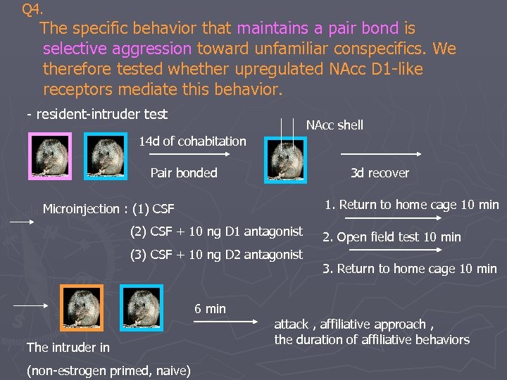 Q 4. The specific behavior that maintains a pair bond is selective aggression toward