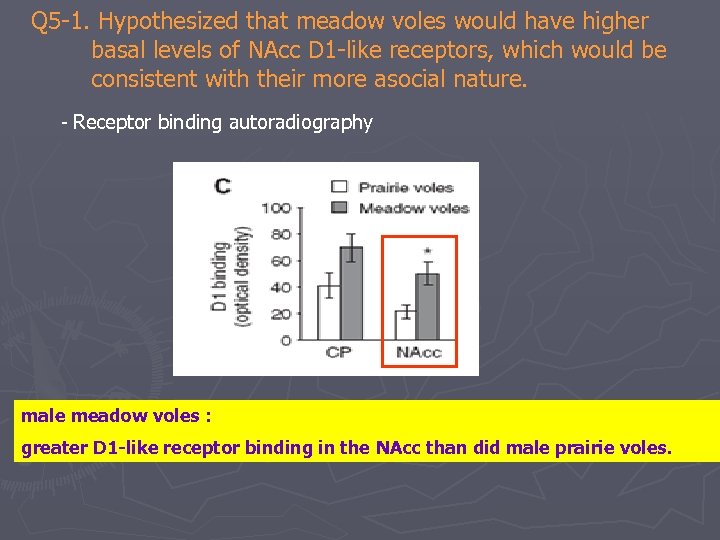Q 5 -1. Hypothesized that meadow voles would have higher basal levels of NAcc