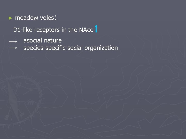 ► meadow voles: D 1 -like receptors in the NAcc asocial nature species-specific social