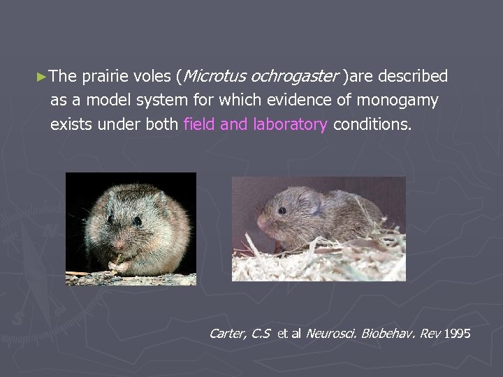 ►The prairie voles (Microtus ochrogaster )are described as a model system for which evidence