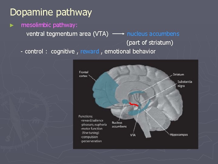 Dopamine pathway mesolimbic pathway: ventral tegmentum area (VTA) nucleus accumbens (part of striatum) -